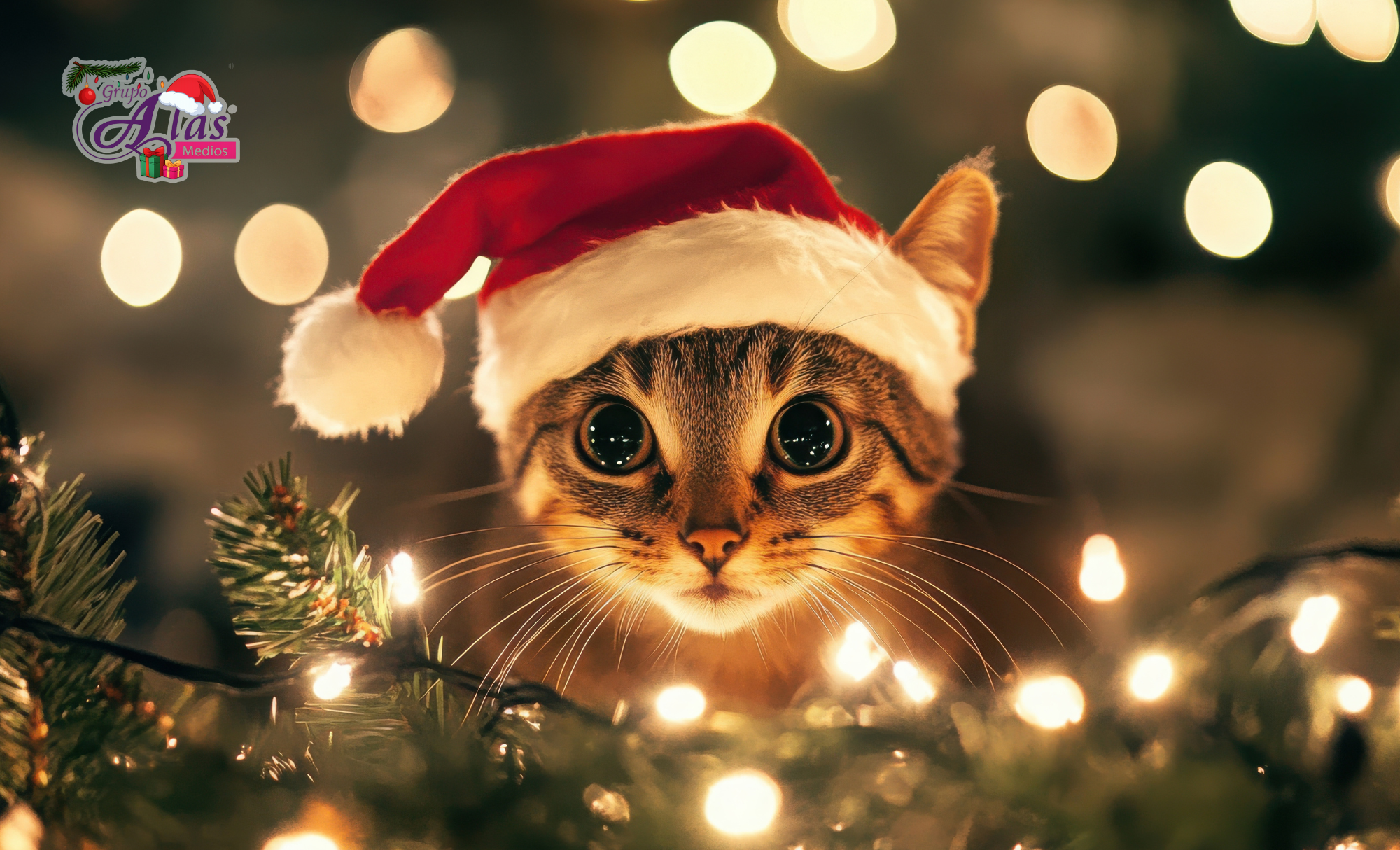 Árbol de Navidad: ¿por qué los gatos lo aman?
