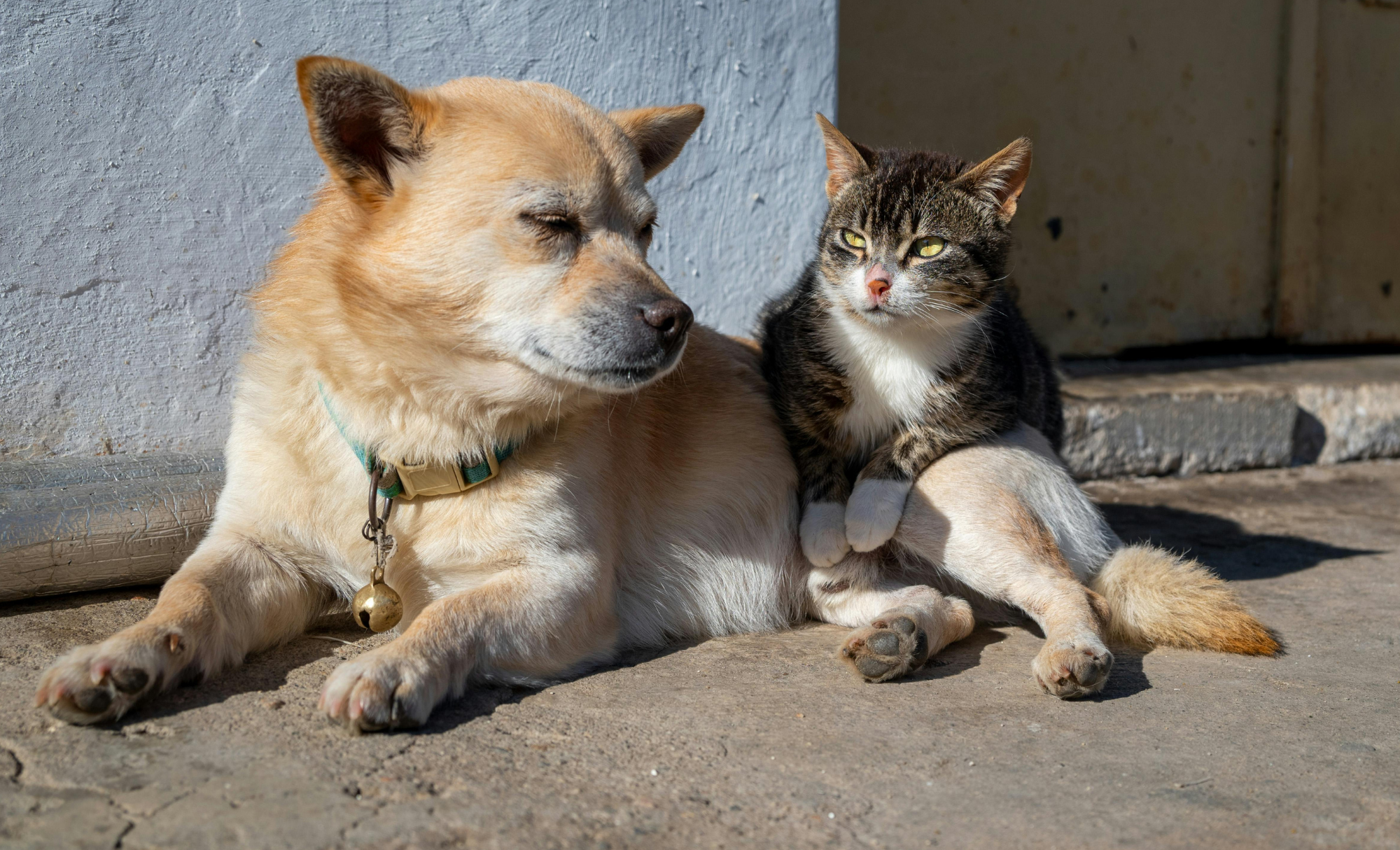 Vacunación y esterilización: arranca campaña 2026 en Tulancingo