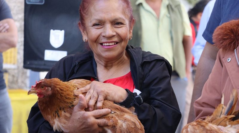 196 paquetes de aves de doble propósito en beneficio de productoras de diversas regiones del estado, que significan recursos por 632 mil 394 pesos, fueron entregados por el titular de la Secretaría de Agricultura y Desarrollo Rural de Hidalgo (Saderh), Napoleón González Pérez.