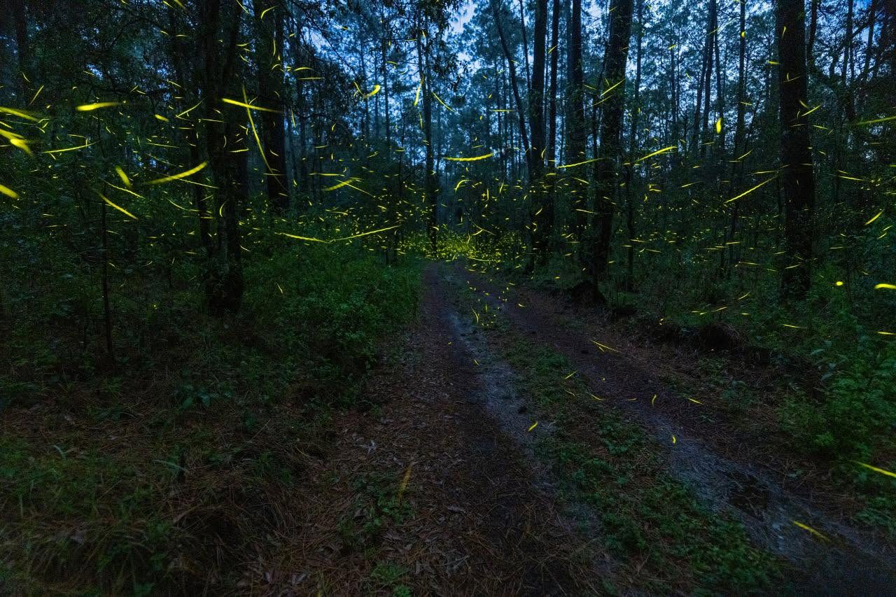 La magia ilumina la Sierra Nevada: arranca temporada de luciérnagas en Tlahuapan