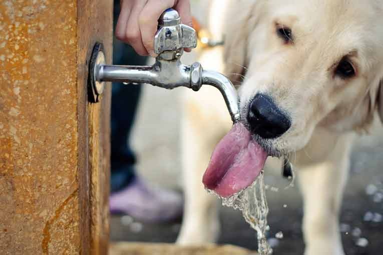 No solo las personas sufren el calor: así afectan las altas temperaturas a perros, gatos y otros animales