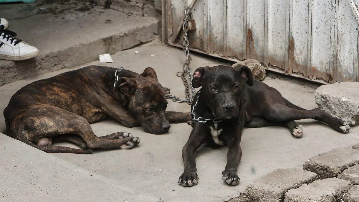 Rescatan a dos perros víctimas de maltrato en Puebla