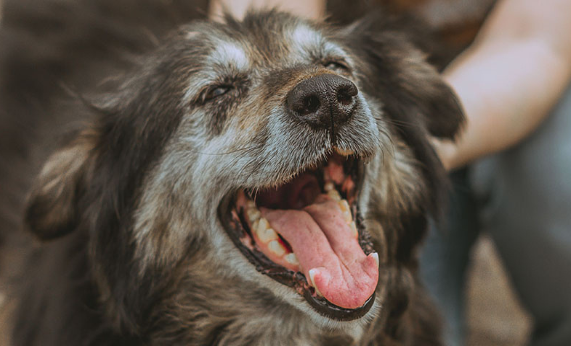 Estas son las señales que no debes ignorar en un perro adulto mayor
