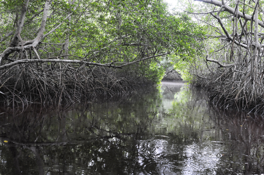 México se queda sin miles de hectáreas de manglar: perdió 27 mil en cinco años