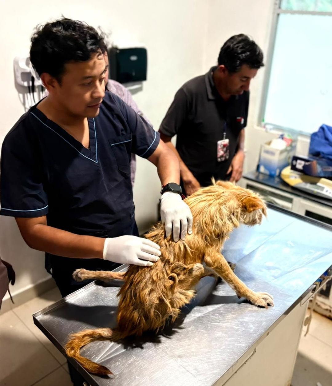 Un reporte ciudadano salvó a una perrita con una grave lesión en Puebla