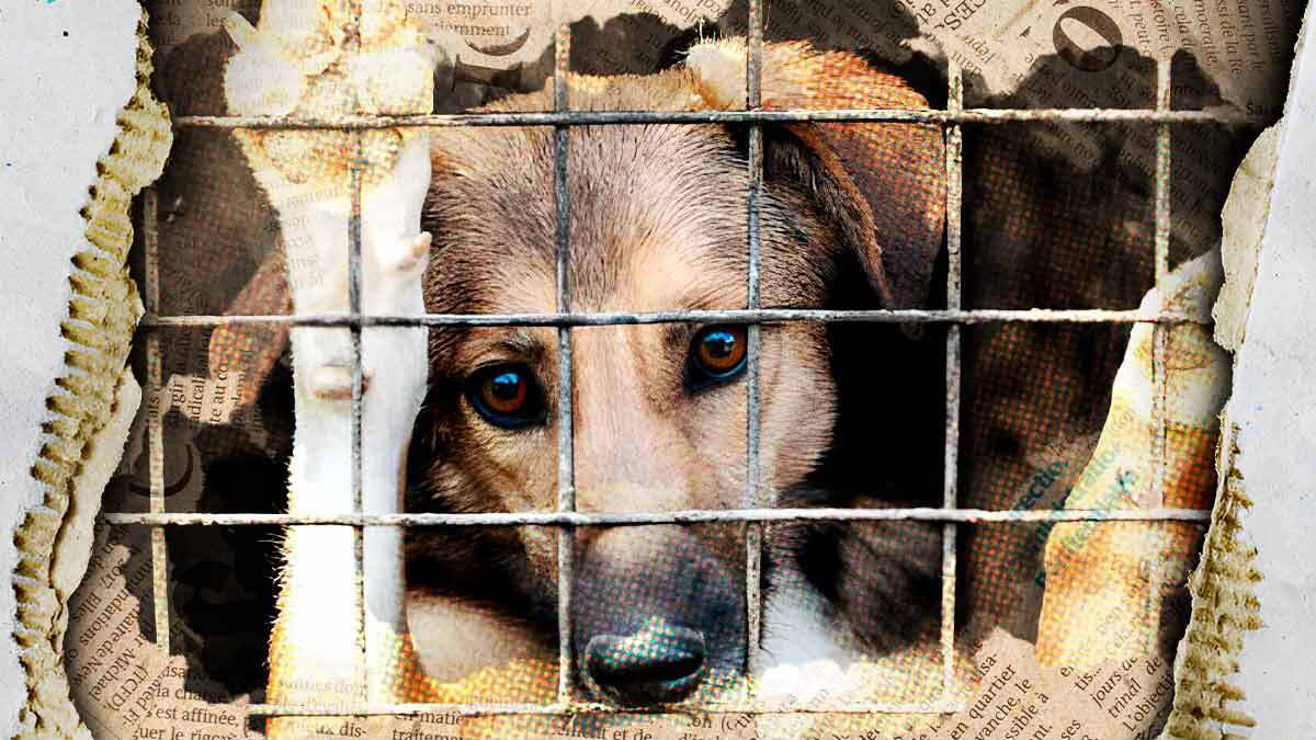 Rescatan a 13 perros por maltrato animal en Puebla