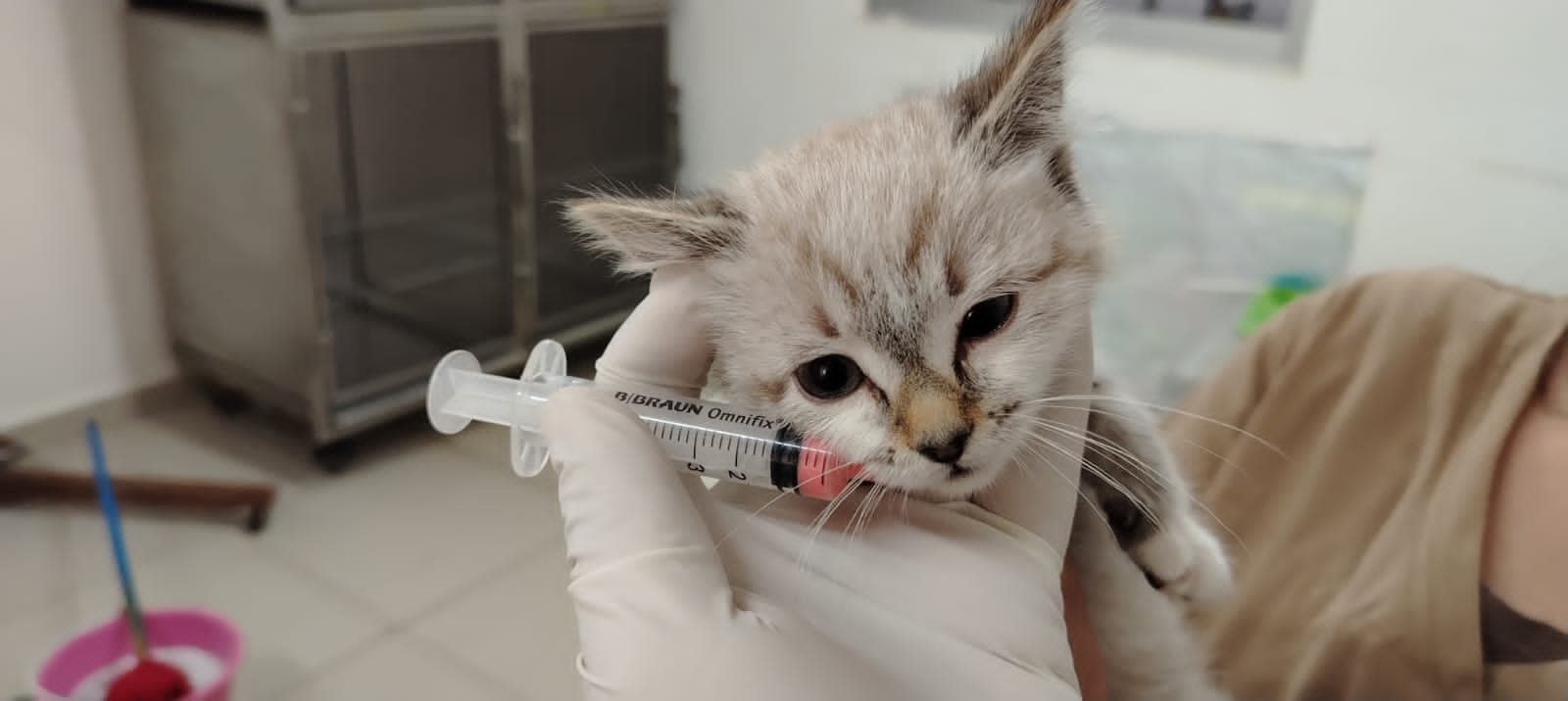 Resguardan a gata y sus tres crías para proteger fauna del Parque del Arte en Puebla