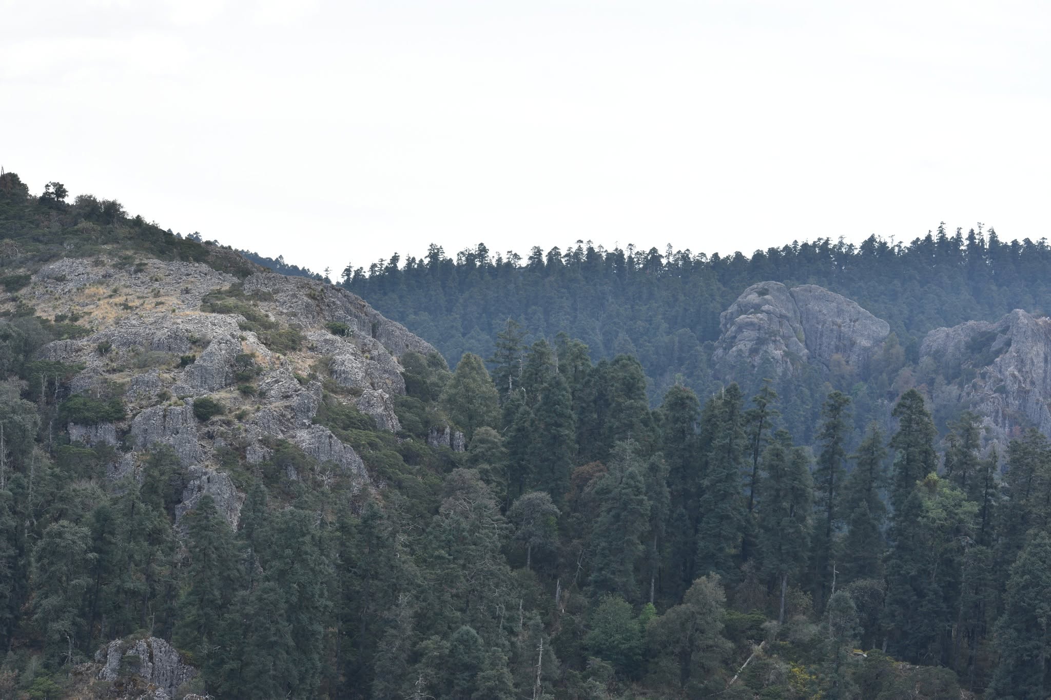 Parque Nacional El Chico: científicos de la UAEH enfrentan al escarabajo descortezador