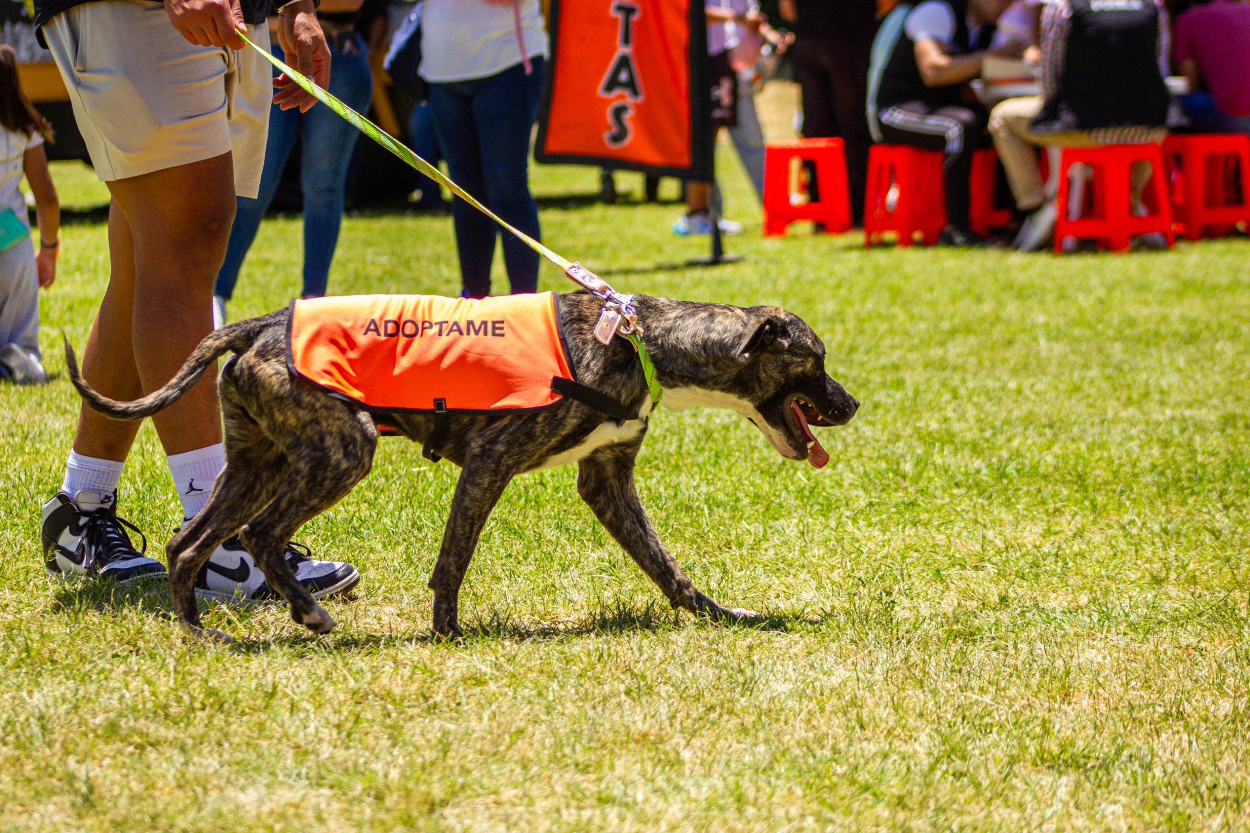 Puebla: habrá Adopta Fest para rato