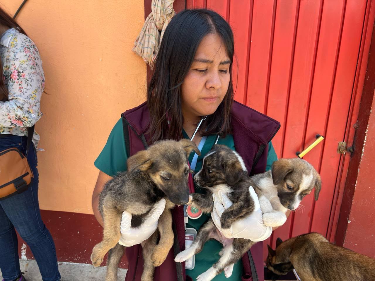 Rescatan a cuatro perros en Tochimilco, Puebla; presentan desnutrición
