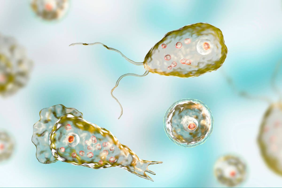 Ameba “comecerebros”: qué es, cómo actúa y cuáles son los riesgos en agua dulce