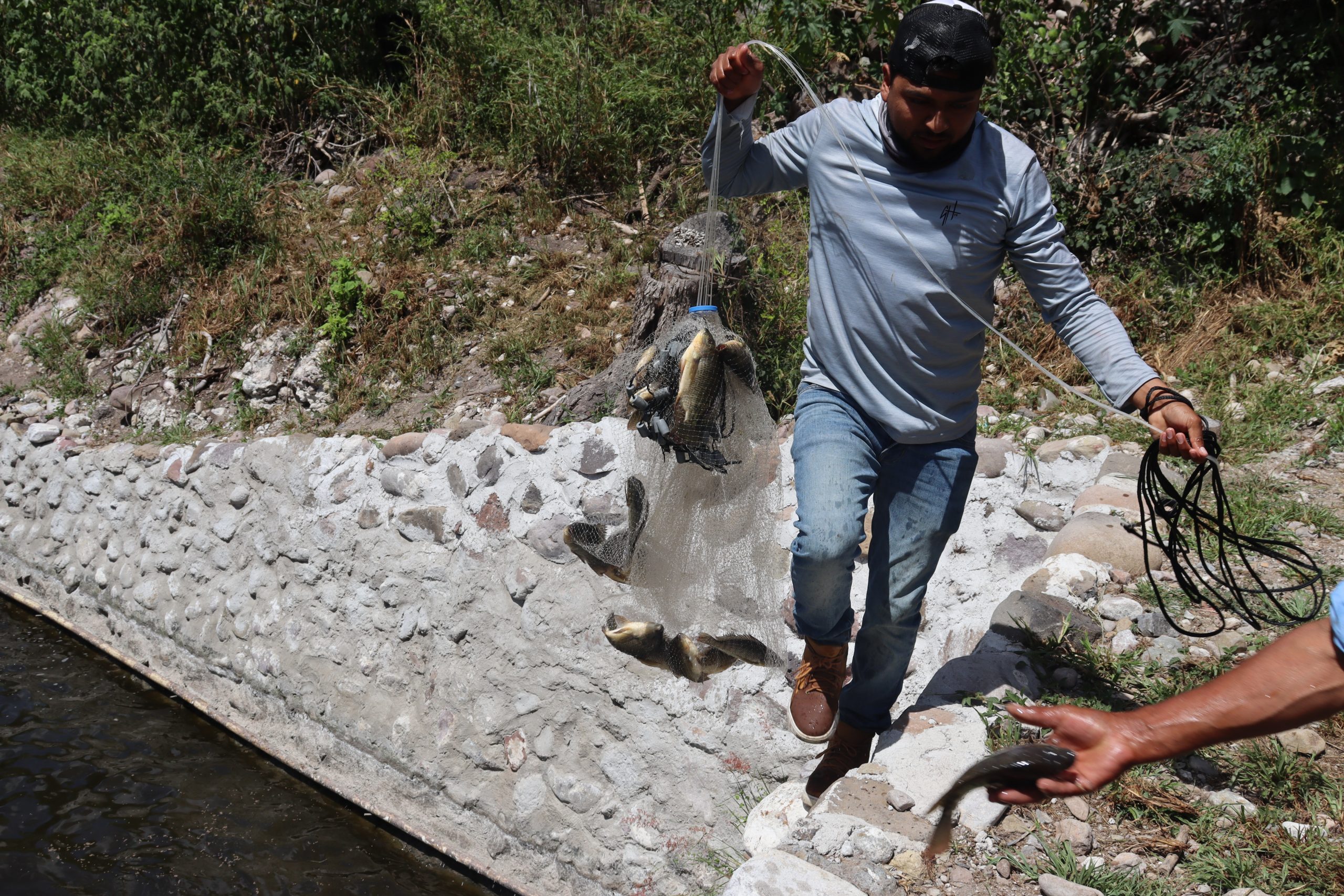 Familia migrante convierte el regreso a Zimapán en un proyecto de autoempleo con tilapia