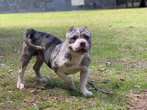 Rescatan a dos perros tras denuncia por maltrato en Puebla